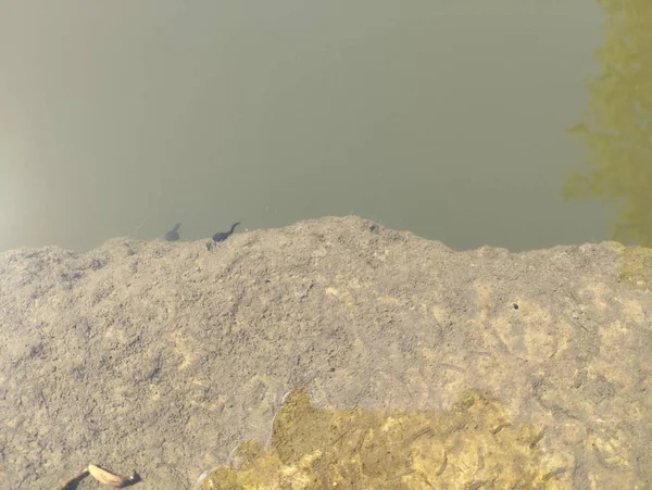 2本のオタマジャクシが池のコンクリート堤の近くの温水に戻ってきました — ストック写真