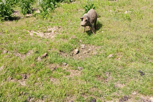 돼지가 사진을 한가롭게 포즈를 취한다 — 스톡 사진