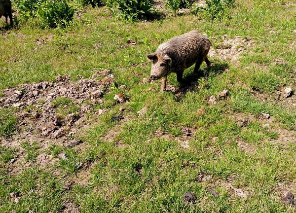 Braunes Schwein Läuft Auf Grünem Gras Wildschwein Auf Dem Rasen — Stockfoto