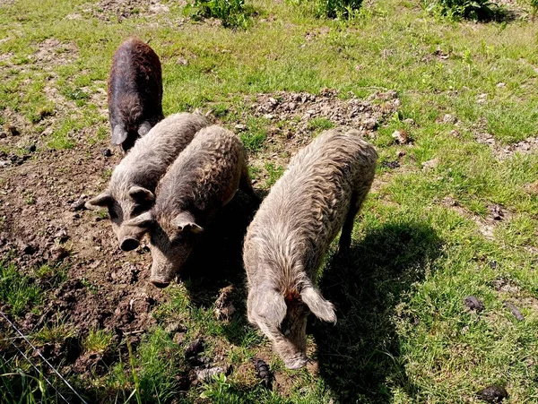 4头猪在草地上吃草 4头猪是黑色弯刀 有肥大的沼泽地 — 图库照片