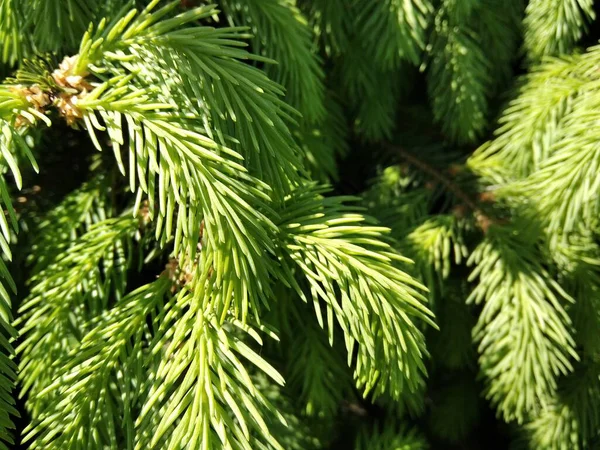 Yazın bir Noel ağacının genç yeşil dalları, güneşli hava