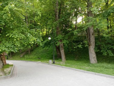 Doğa. Yeşil ağaçların arasındaki yol. Yaz