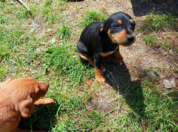 Dois Filhotes Cachorro Pequenos Estão Descansando Grama Filhotes Cachorro Aquecem — Fotografia de Stock