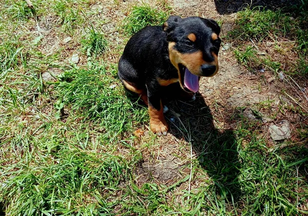 Pequeno Filhote Cachorro Aquece Uma Lâmina Grama Verão Cãozinho Sonolento — Fotografia de Stock