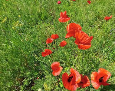 Yeşil çimenlikteki kırmızı gelincikler. Tarla gelincikleri yazın çiçek açtı.