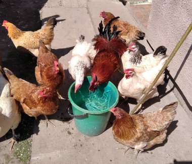 Tavuklar yeşil kovadan su içerler. Bir sürü tavuk kovadan su içer..