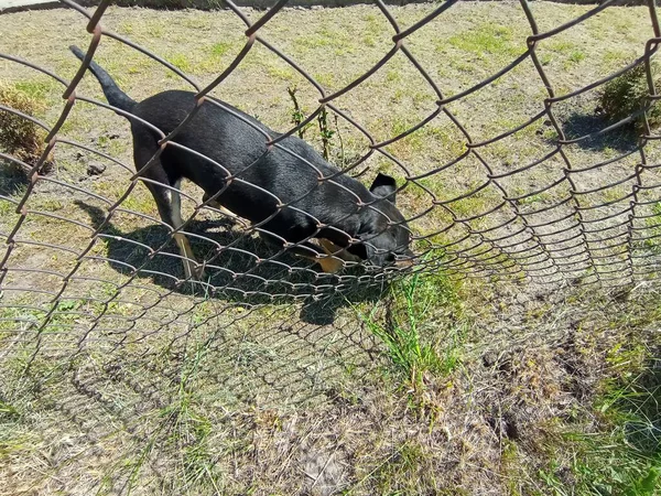 Злая Собака Пытается Прогрызть Металлический Забор — стоковое фото