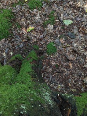 Meşe ormanında yaprak örtüsü. Karışık bir ormanın yaprak döken örtüsünün dokusu.