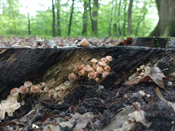 Hypholoma Lateritium Sinos Assobios Falsos Coto Com Cogumelos Venenosos Cogumelos — Fotografia de Stock