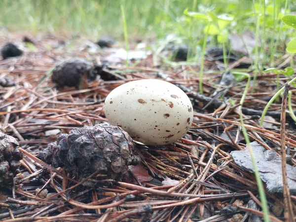 地面にはカモメの卵が横たわっている 卵と松の実 — ストック写真