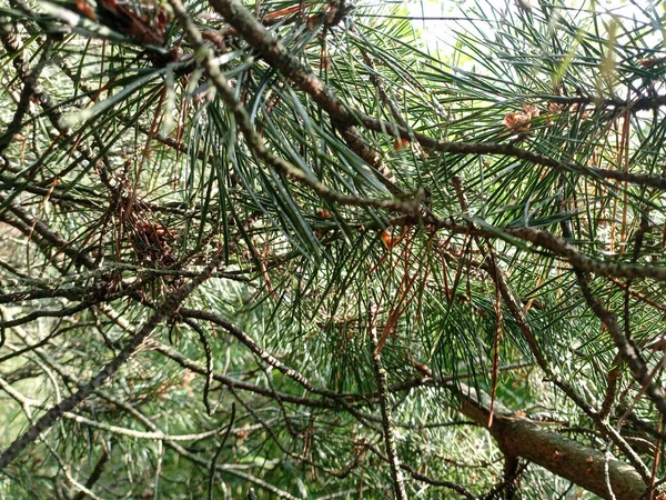 Texture Pine Branches Paws Coniferous Trees Pine Needles — Stock Photo, Image