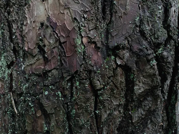 Die Struktur Der Kiefernrinde Ein Gesunder Baum Kofferraumschutz Textur Der — Stockfoto