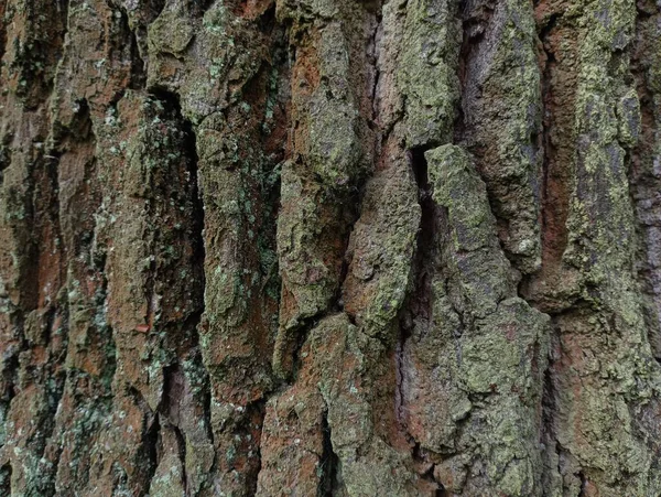 나무껍질 나무껍질 줄기의 — 스톡 사진