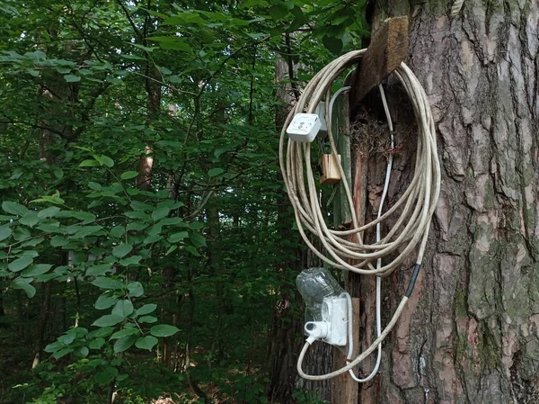 Tomada Elétrica Uma Árvore Floresta Eletricidade Natureza — Fotografia de Stock