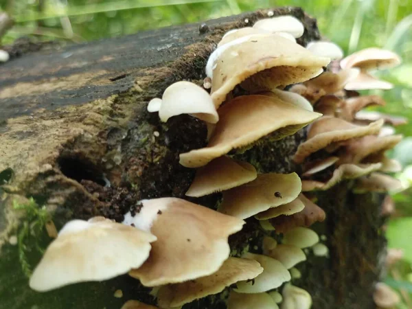 Cogumelos Venenosos Numa Árvore Grupo Cogumelos Venenosos — Fotografia de Stock