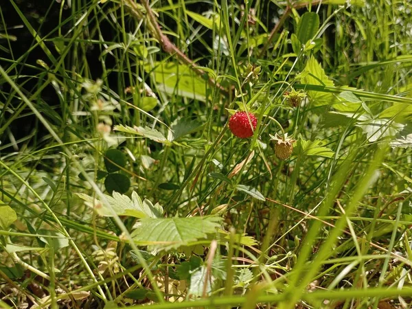 딸기는 초원에서 자랍니다 상태에서의 — 스톡 사진