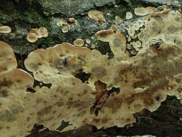 Ağaç Gövdesinde Bir Mantar Hasta Bir Ağacın Dokusu — Stok fotoğraf
