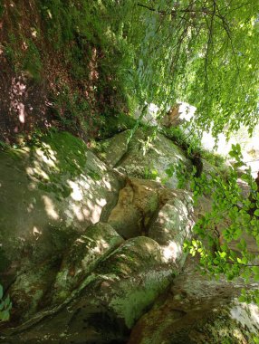 Rocky Dağı yamacı. Rocky formasyonları. Karpat Dağlarının Kayalıkları