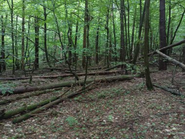 Ormanda devrilmiş ağaçlar. Fırtınadan sonraki orman. Düşen ağaç gövdeleri.