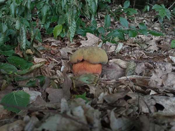 Suillellus Luridus Oak Mushroom Natural Conditions — Stock Photo, Image