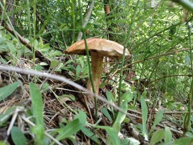 Podoshinyk mantarları ormanın kenarında çimlerin içinde.