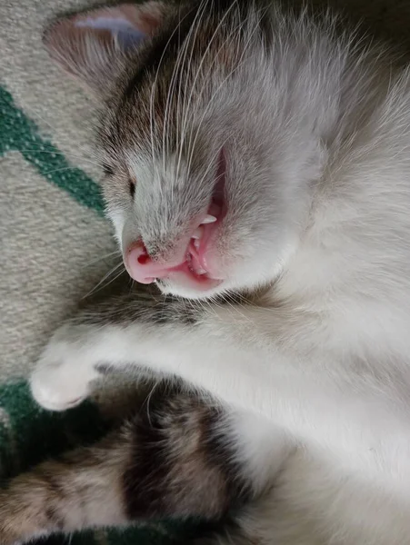 Gato Dormido Gato Descansa Después Una Dura Mañana —  Fotos de Stock