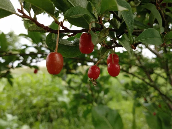 Cornelian Berries Bush Red Berries Garden — Stock Photo, Image