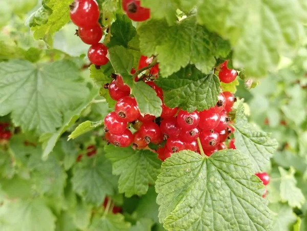 Ripe Red Currant Berries Bush Red Currant — Stock Photo, Image
