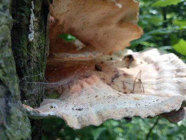 Laetiporus sülfür - ahşap mantar. Yanan mantarın ortasında bir ağ.