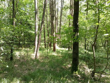 Orman manzarası. Avrupa 'nın Karışık Ormanları.