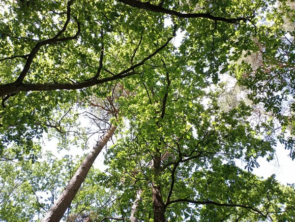 Canopies Árboles Bosque Mixto Foto Abajo Bosques Mixtos Europa — Foto de Stock