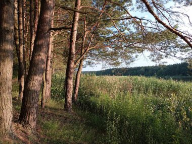 Yoğun ormanların kenar mahalleleri. Ukrayna orman manzarası. Çam taçlandırır tepemizde.