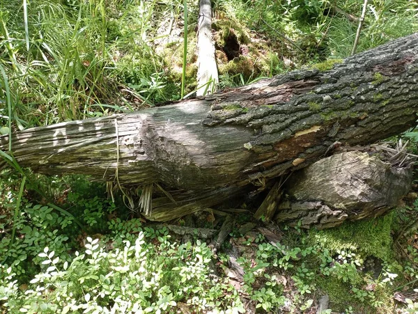 A tree felled by beavers. A tree after being gnawed by a beaver. The trunk of a tree felled by a beaver.