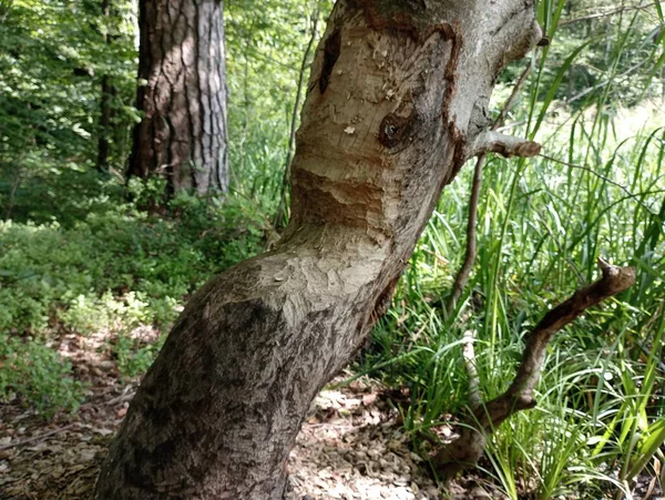 Bävertänder Märken Ett Träd Den Naturliga Miljön För Bävrar — Stockfoto