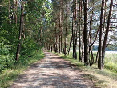 Ormanın yanındaki yol. Orman yolu boyunca bir sıra çam ağacı.