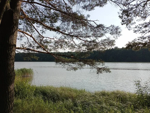 Sebuah Pohon Latar Depan Sebuah Danau Kecil Dengan Pantai Yang — Stok Foto