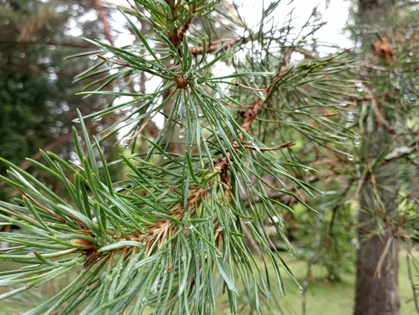 Pine needles after rain. Raindrops on pine needles