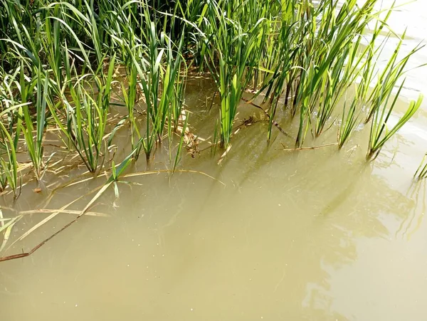 Reed Estanque Agua Superficial Con Cañas — Foto de Stock