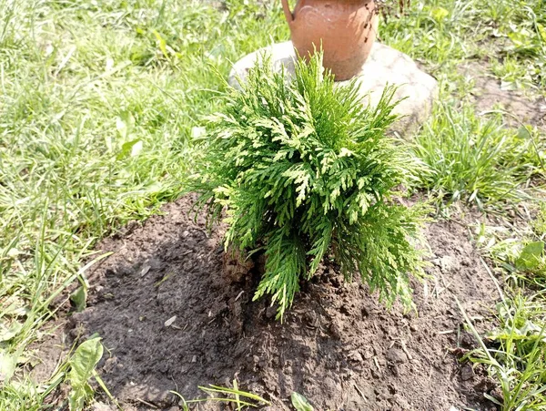 Una Pequeña Thuja Planta Macizo Flores Patio Árbol Decorativo Joven — Foto de Stock