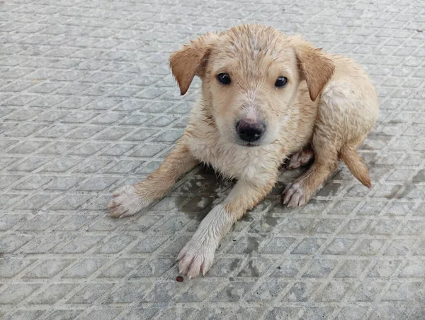 Cucciolo Senzatetto Cucciolo Bagnato Sentiero Cemento Piccolo Cucciolo Sotto Pioggia — Foto Stock