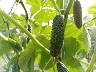 Bahçede yeşil, lezzetli, taze salatalıklar yetişiyor. Kimyasal kullanmadan evde salatalık yetiştirmek. GDO 'suz sağlıklı yiyecekler.