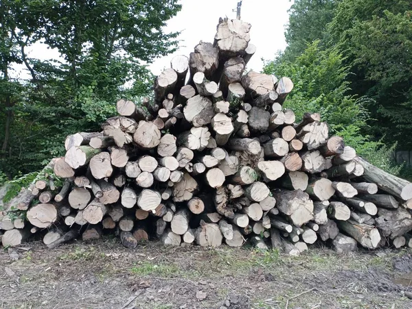 Yakacak Odun Için Kesilmiş Bir Ağacın Gövdesi Bir Kazığın Üzerinde — Stok fotoğraf