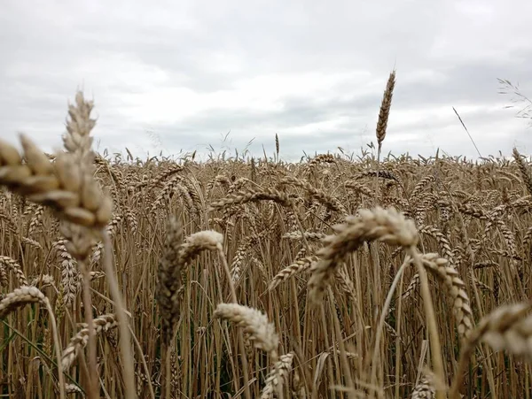 エルノ カーリブ シルスキー サンセット フィールド 農産物について ウクライナの畑で小麦の耳 パンフィールド — ストック写真