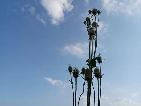 Растение Чертополоха Фоне Голубого Неба — стоковое фото