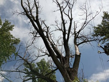 Mavi gökyüzünün arka planındaki kurumuş kavak ağacının tacı. Birkaç bulutla birlikte. Kesilmesi gereken hasta bir ağaç..