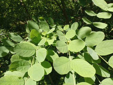 Akasya yapraklarının dokusu. Akasya yaprakları yakın..