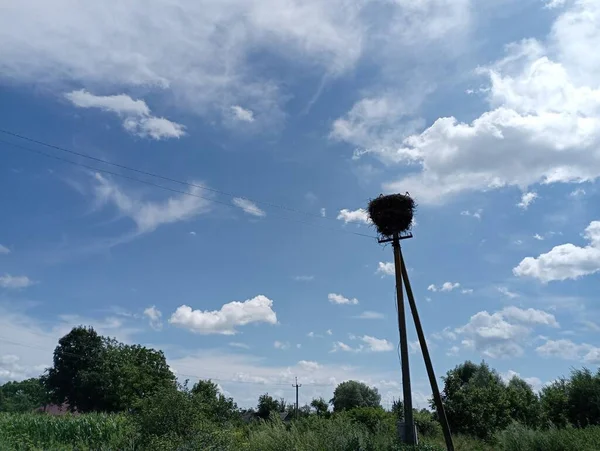 Sebuah Sarang Burung Bangau Tiang Dengan Latar Belakang Langit Biru — Stok Foto