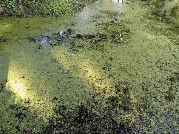 stock image Green duckweed covered the entire surface of the pond. Algae for feeding poultry. Pond and water surface.