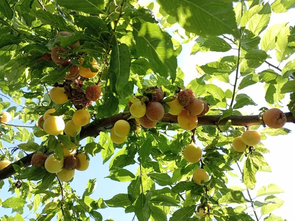 stock image Overripe rotten yellow plums are rotting right on the branches of a tree against the background of a blue sky between green leaves.