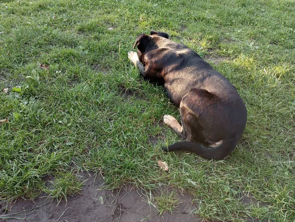 一只黑狗躺在绿色的草坪上 一张从后面传来的照片 — 图库照片